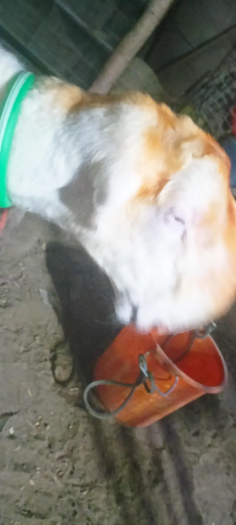 I am selling my sheep's — photo 12