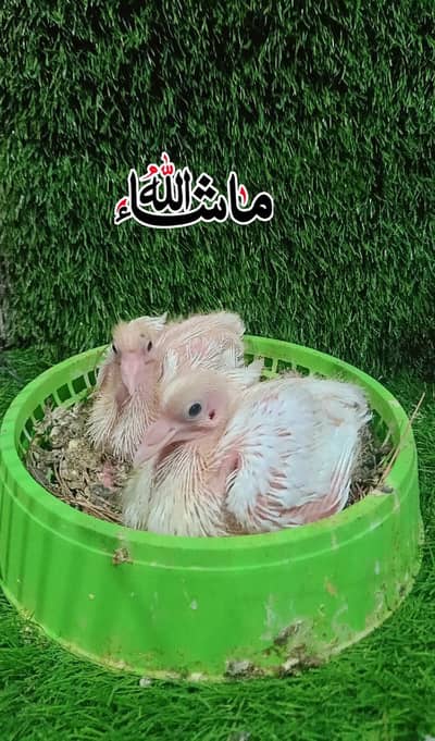 Paper white Qasad Chicks Hand tame k liya For Sale