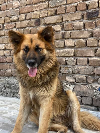 German shepherd double court