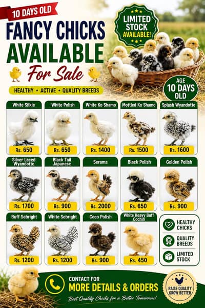 FANCY CHICKS AVAILABLE  Healthy • Active • Quality Breeds
