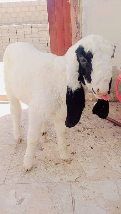 sheep for sale