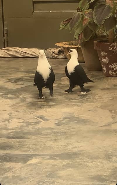 Karbalai jet black bareedr pair