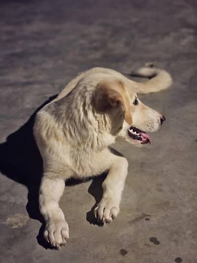 2 Beautiful Female Puppies Looking for a Loving Home
