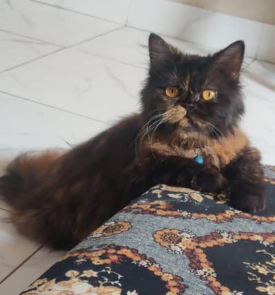 Mickky Cat Sell