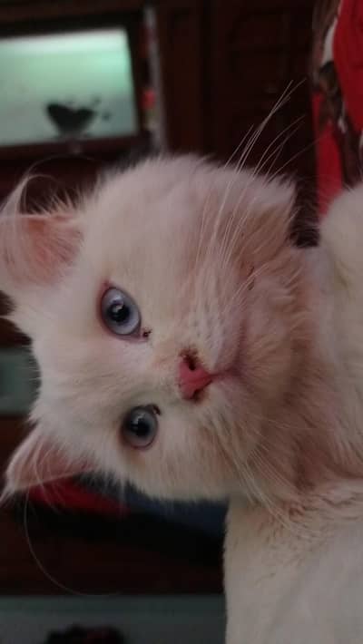ragdoll x persain 6 months old  female kitten and 1 neuterd female