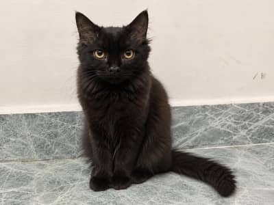 RARE COPPER SHADE PERSIAN CAT