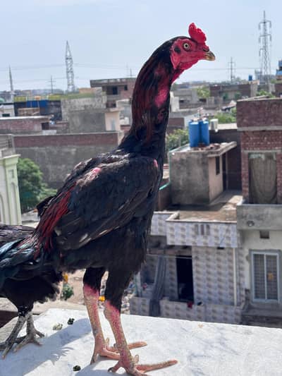 Lakha murga long height ( for sale )