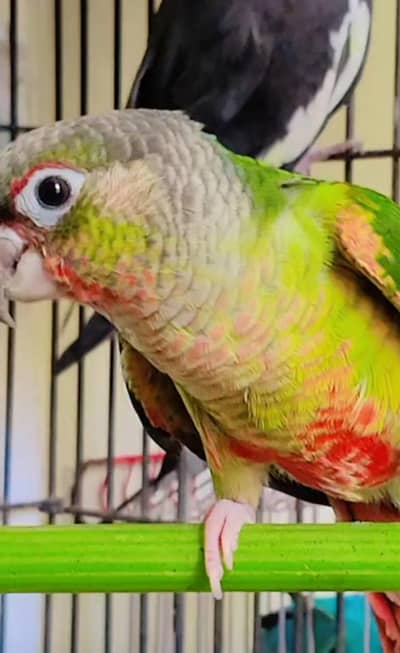 pinapeel conure