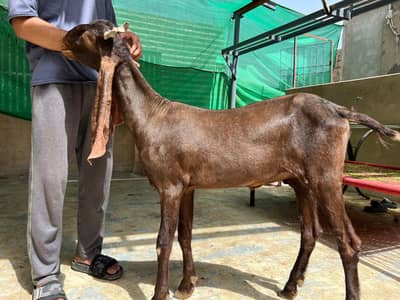 pure Bloodline for sale