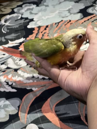Pineapple conure chick for sale high red factor