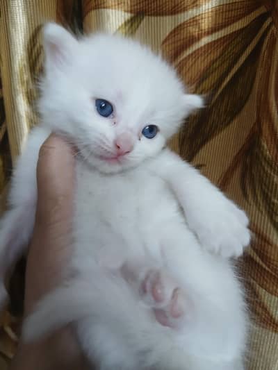 Persian
