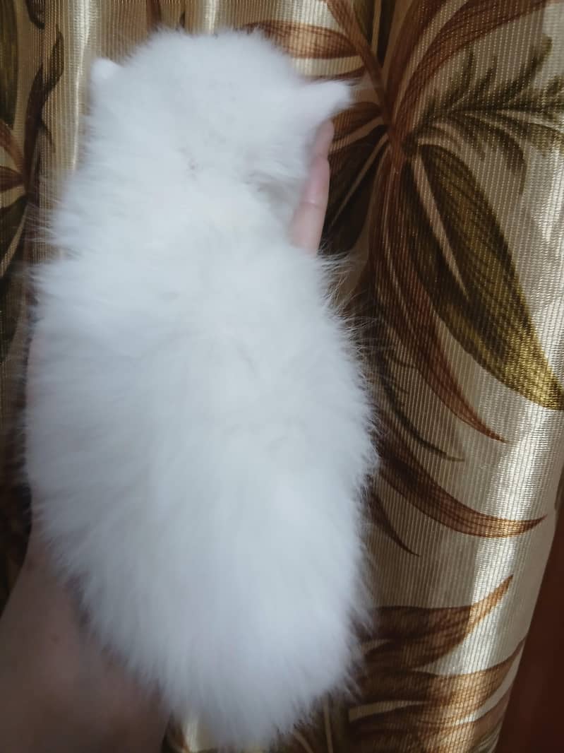 Persian 1