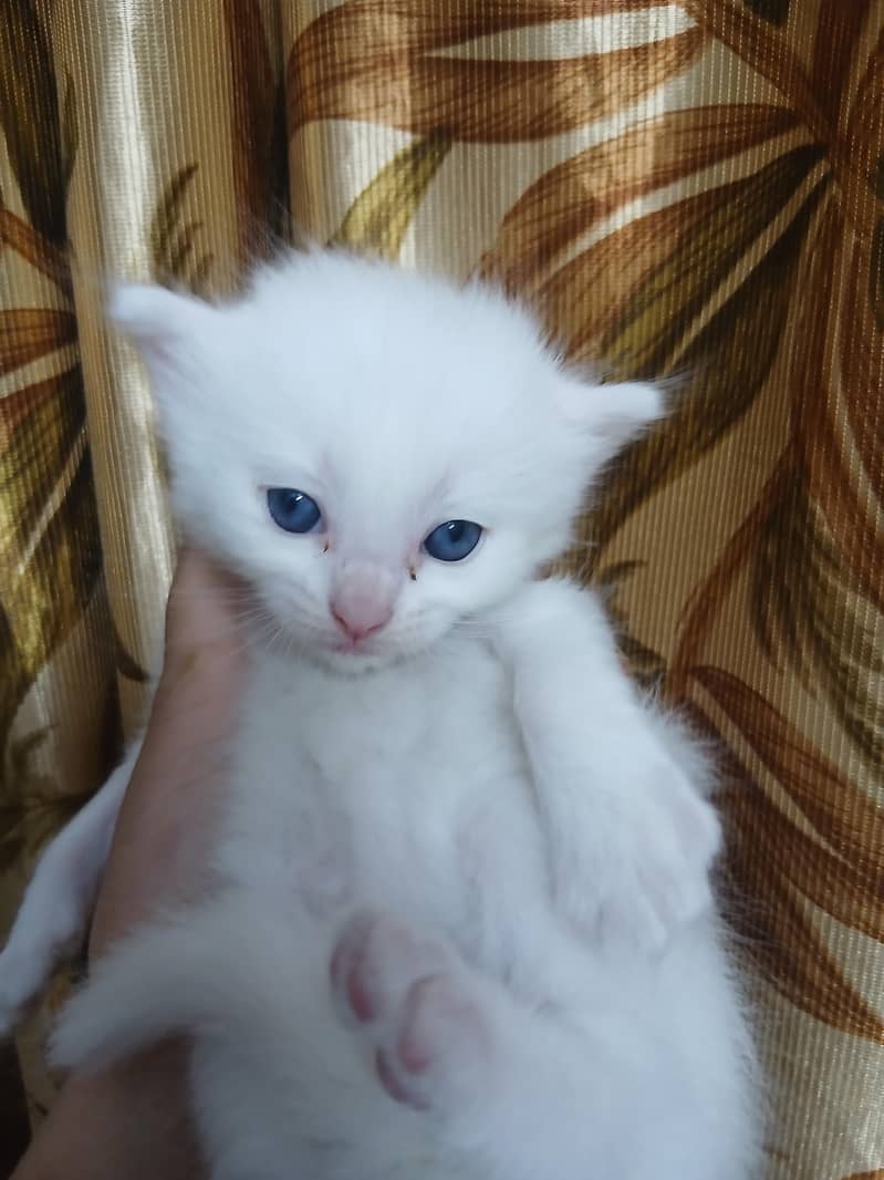 Persian 2