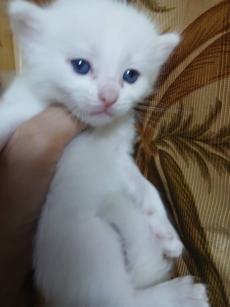 Persian 3