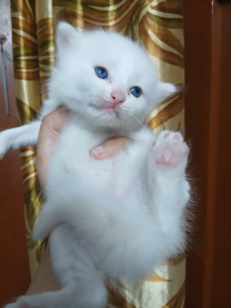 Persian 4