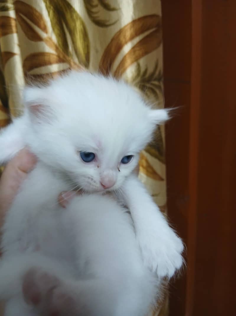 Persian 5