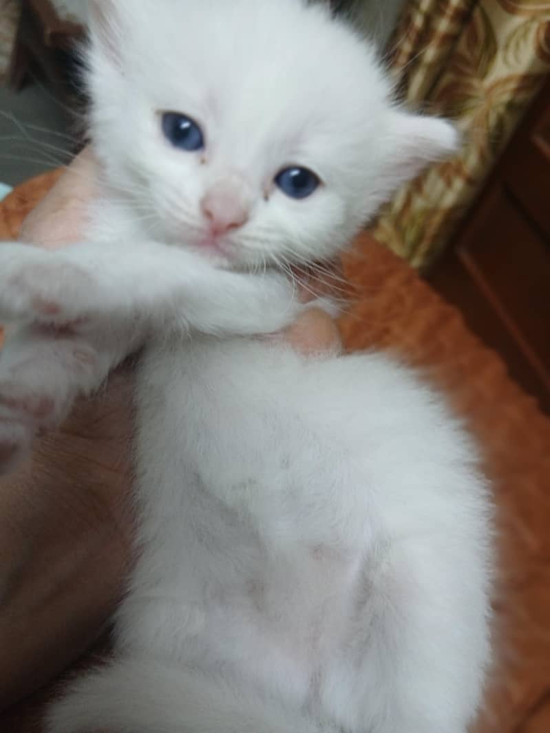 Persian 6