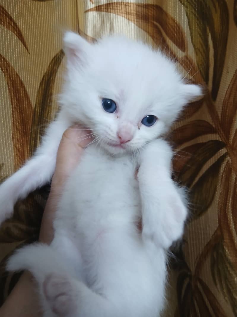 Persian 7