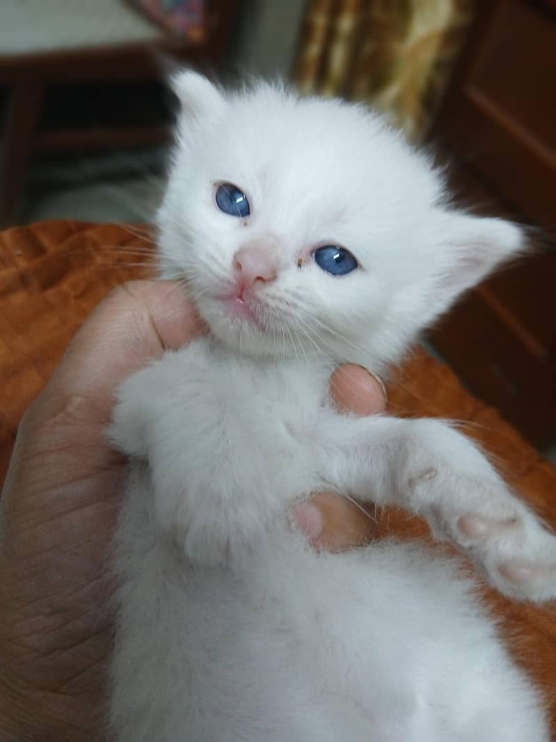 Persian 8