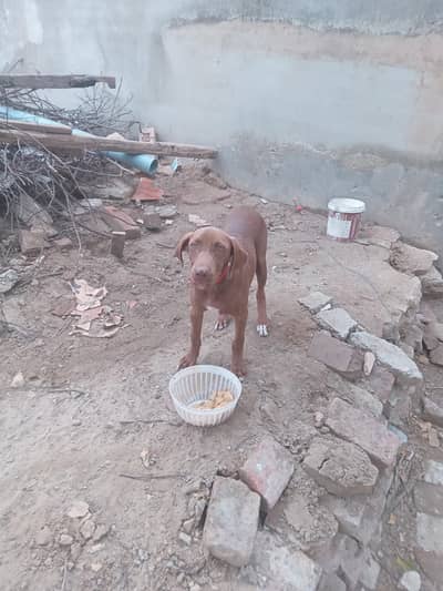 pointr female dog
