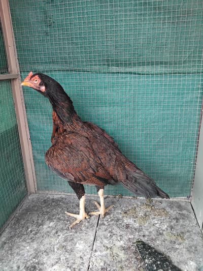 High quality aseel mainwali khajuri old blood ki breeder madi for sale