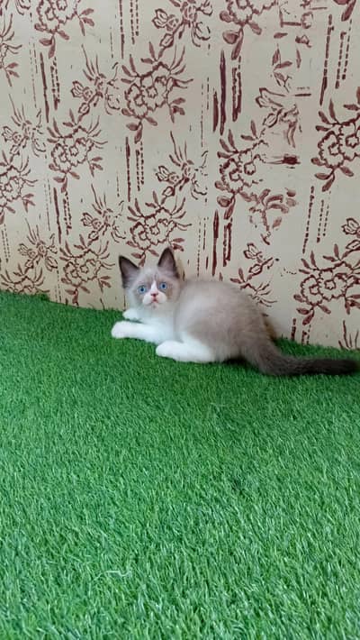 High quality Persian Kitten(Triple coated)(Cash on Delivery)(Karachi)