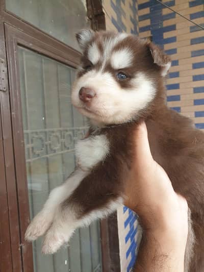 Siberian Husky