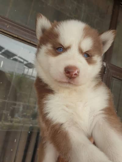 Siberian Husky