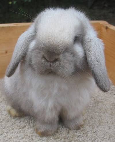 Holland lop bunnies