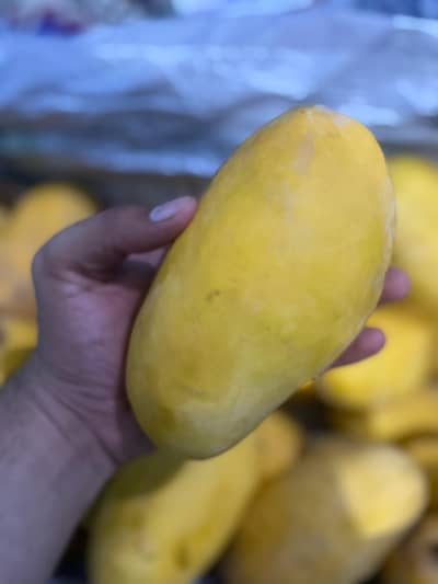 Fresh Sindhri Mangoes Exports Quality