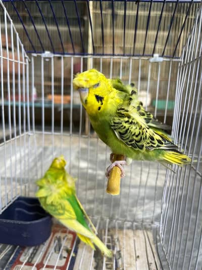 Double Flower Hogoromo Budgies male