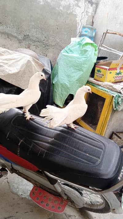breader pair granty
