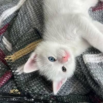 Pakistani cats hai sahat mand 0317.4577898