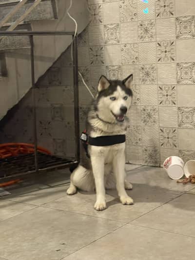 Siberian Husky blue eyes