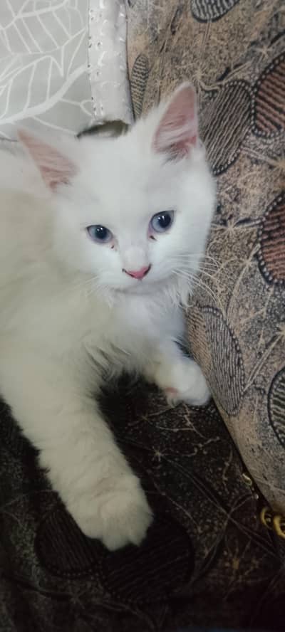 persian cat