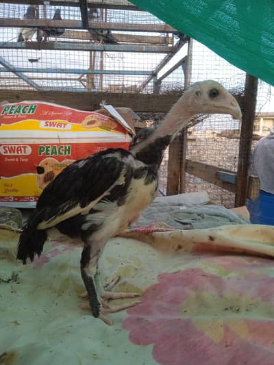Miawali chick
