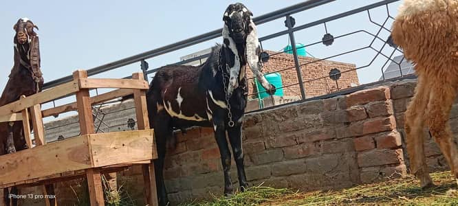 goat for sale