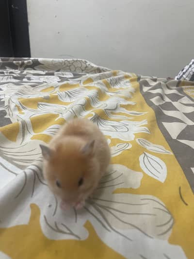 Healthy 7-Month-Old Hamster for Sale 