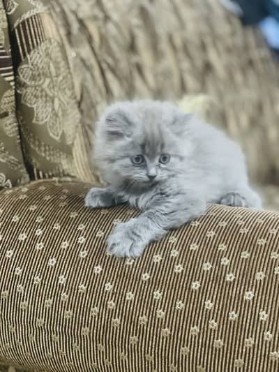 Persian kitten for sale grey black color beautiful
