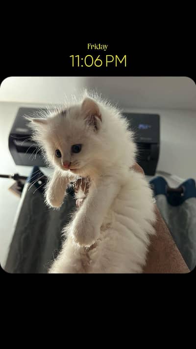 persian kitten