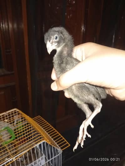 Home breed high quality active aseel chicks