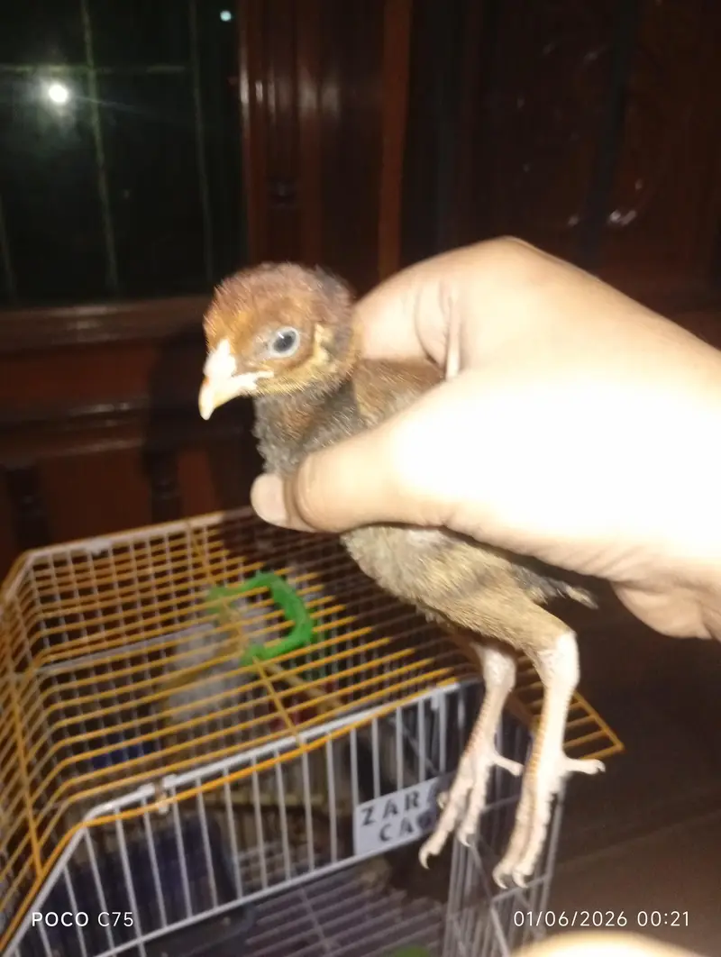 Home breed high quality active aseel chicks — photo 2