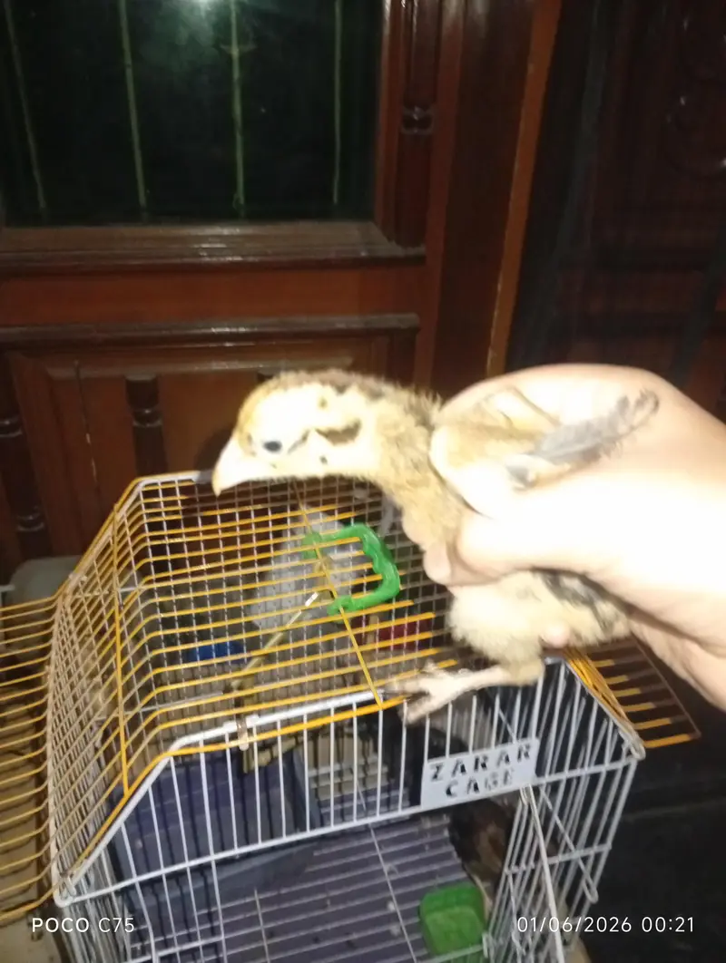 Home breed high quality active aseel chicks — photo 3