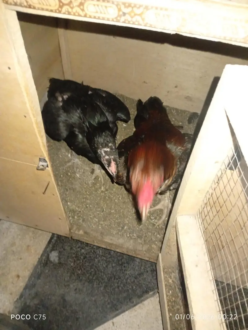 Home breed high quality active aseel chicks — photo 4