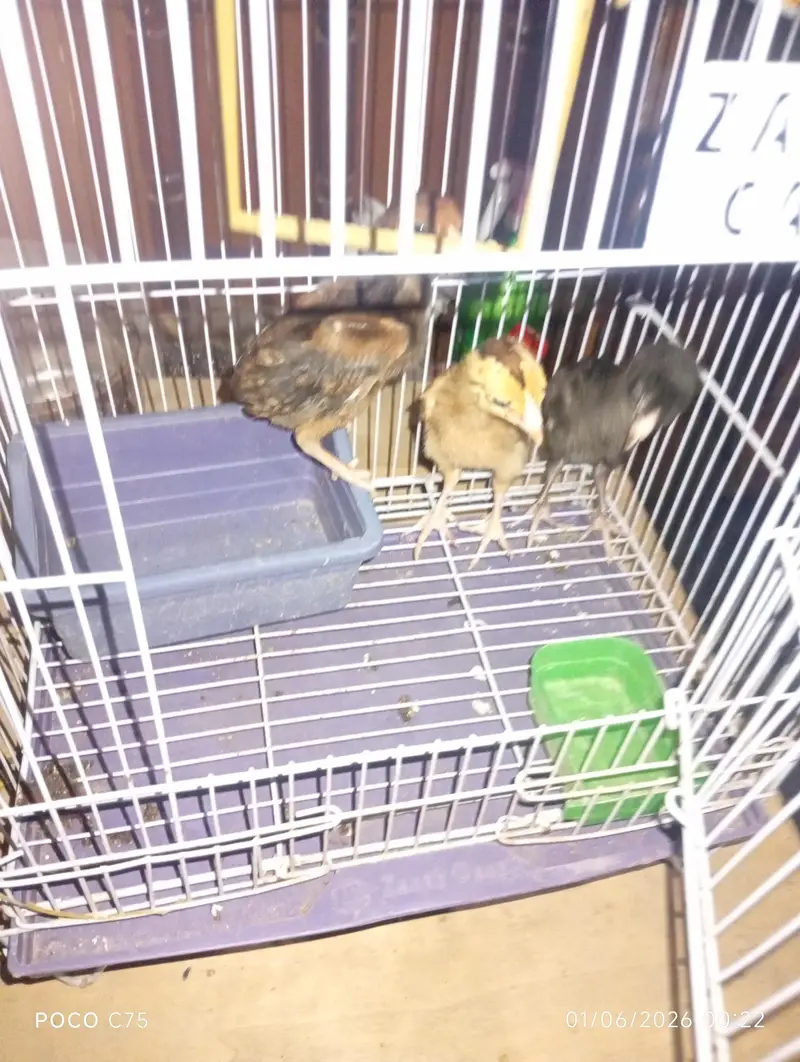 Home breed high quality active aseel chicks — photo 5