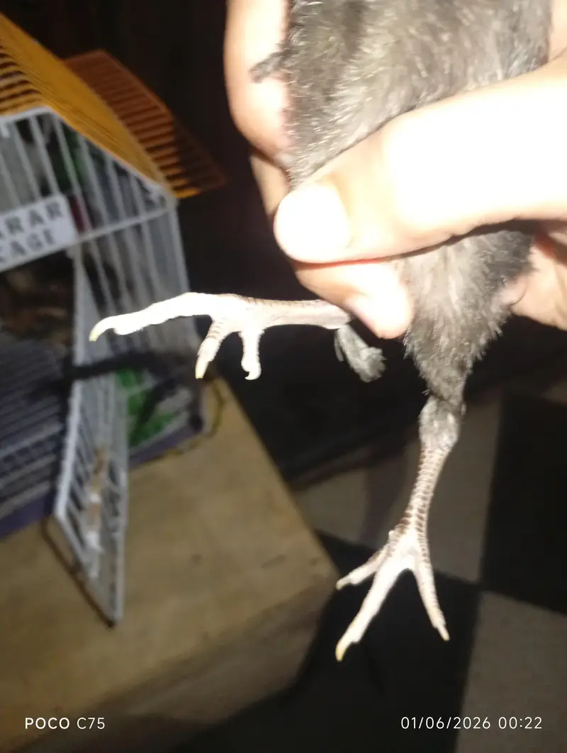 Home breed high quality active aseel chicks — photo 6