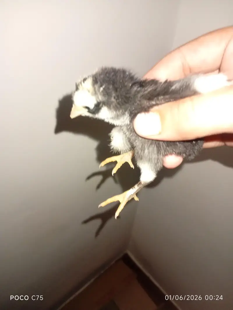 Home breed high quality active aseel chicks — photo 7
