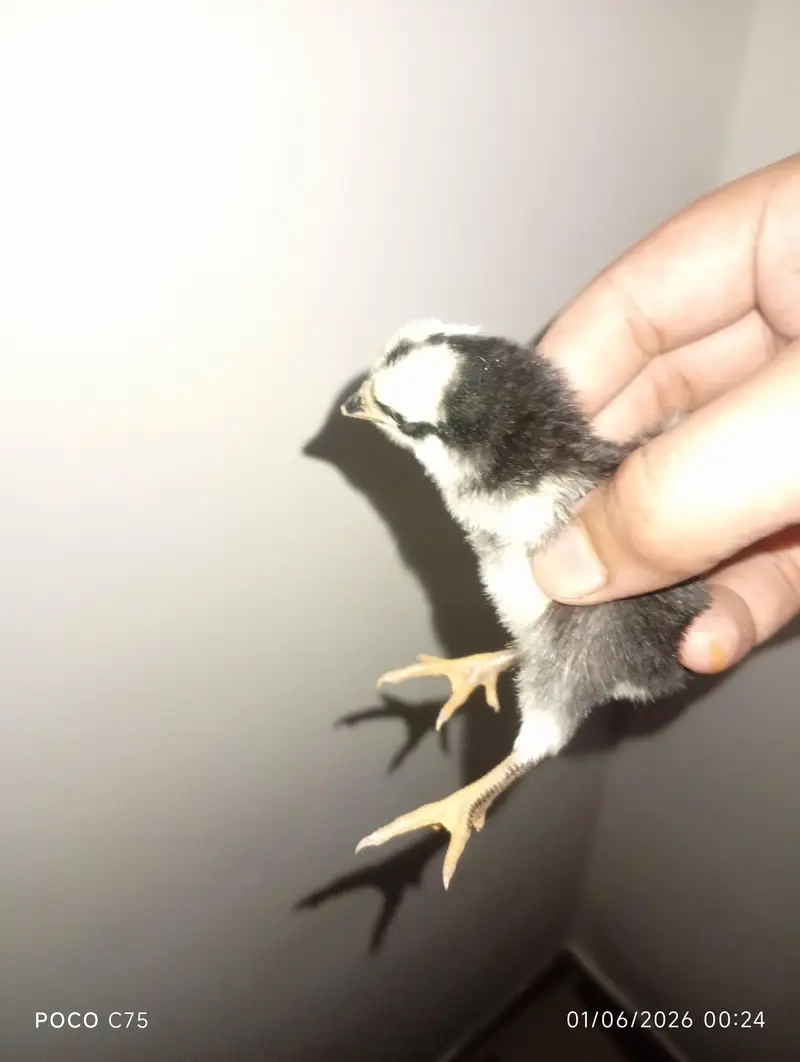 Home breed high quality active aseel chicks — photo 8