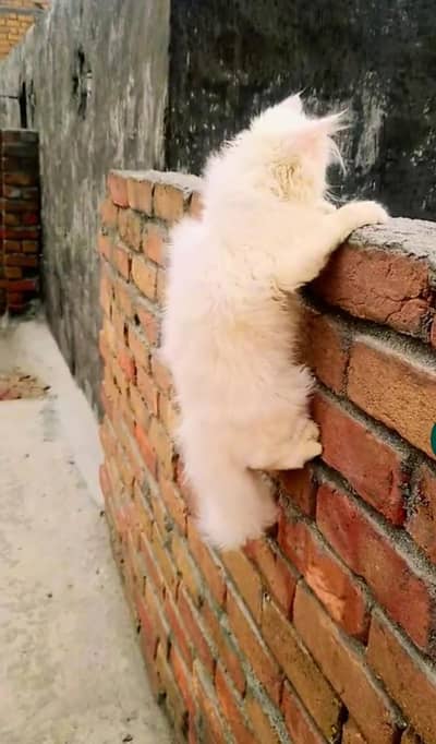 perishan cat