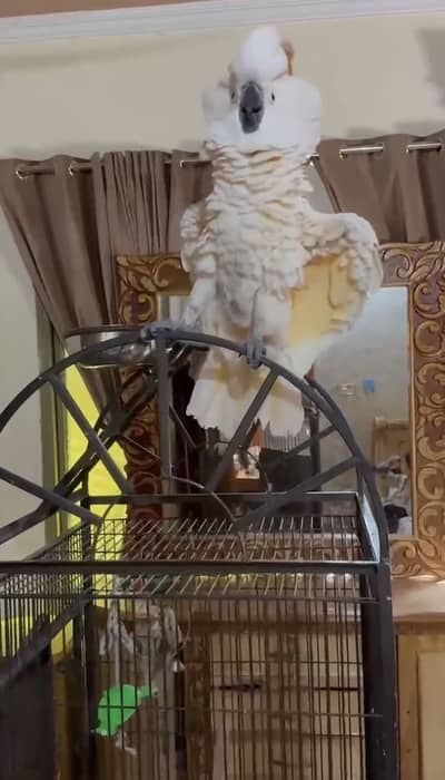 Moluccan cockatoo fully self piece very active talking start Hello hi